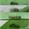 polyg c-album larva1 volg